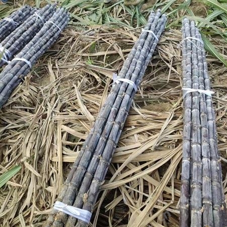 黑皮脆甜杆蔗甜甘蔗 新鲜现砍 当季果蔗整根批发 现货出售