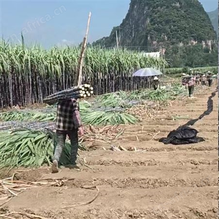 2022当季水果黑皮甘蔗基地直发 清脆可口 颜色黑亮 裕华出售