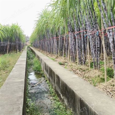2022当季水果黑皮甘蔗基地直发 清脆可口 颜色黑亮 裕华出售