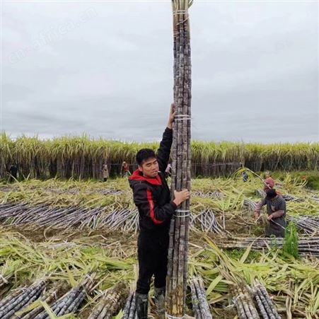 2022当季水果黑皮甘蔗基地直发 清脆可口 颜色黑亮 裕华出售