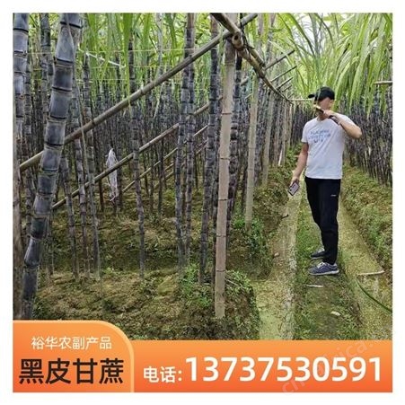 裕华果蔗基地 优质水果黑皮甘蔗 基地种植 全年供应