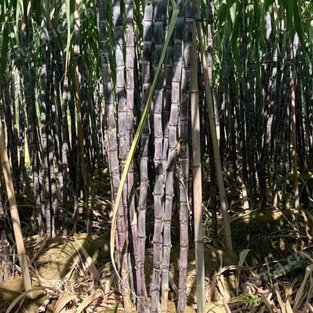 2022当季水果黑皮甘蔗基地直发 清脆可口 颜色黑亮 裕华出售