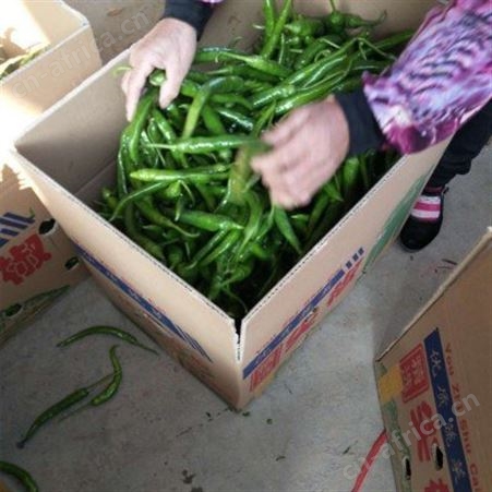 薄皮青线椒 蔬菜批发 新鲜尖辣椒 可做剁椒酱泡椒