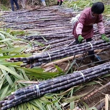 2022当季水果黑皮甘蔗基地直发 清脆可口 颜色黑亮 裕华出售